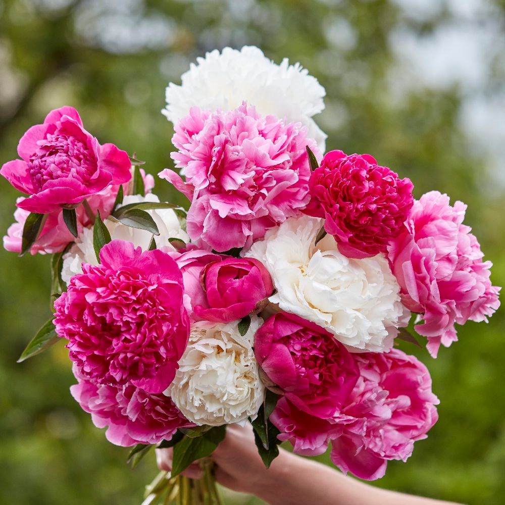Sorbet paeonia collection