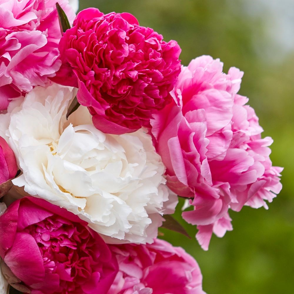 Sorbet paeonia collection