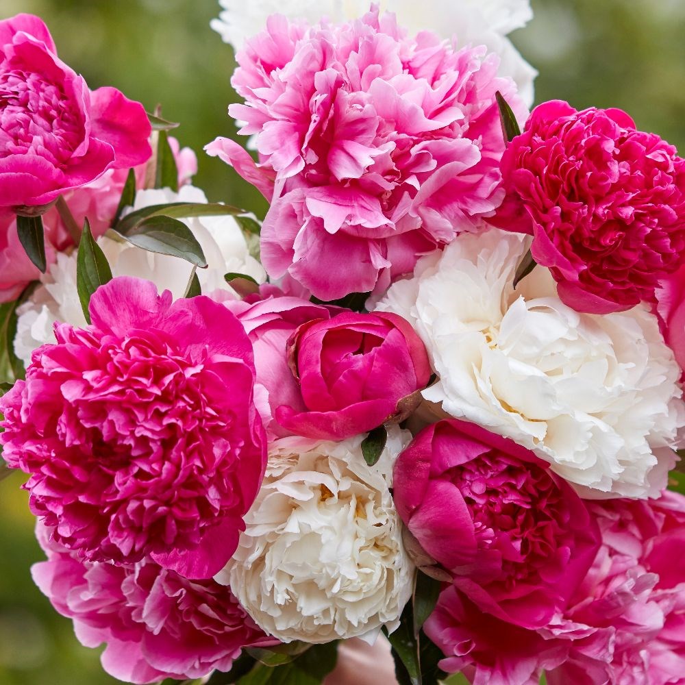 Sorbet paeonia collection