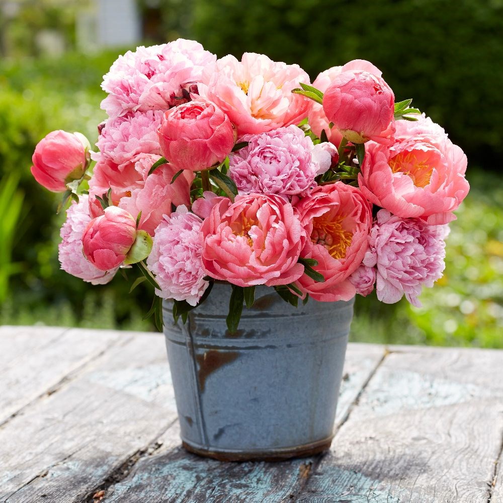 Award-winning Paeonia collection