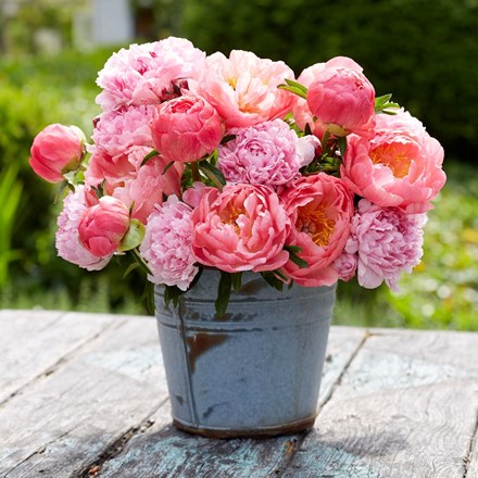 Award-winning paeonia collection