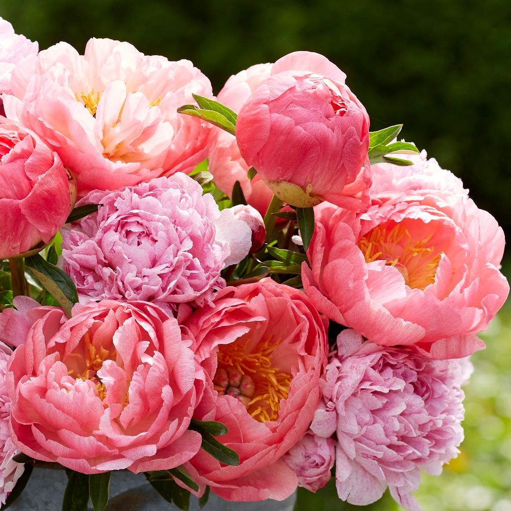 Award-winning Paeonia collection