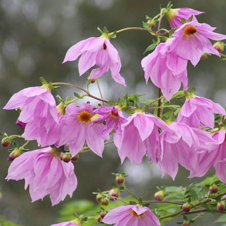 Dahlia imperialis
