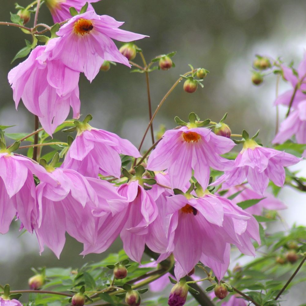 <i>Dahlia imperialis</i> 