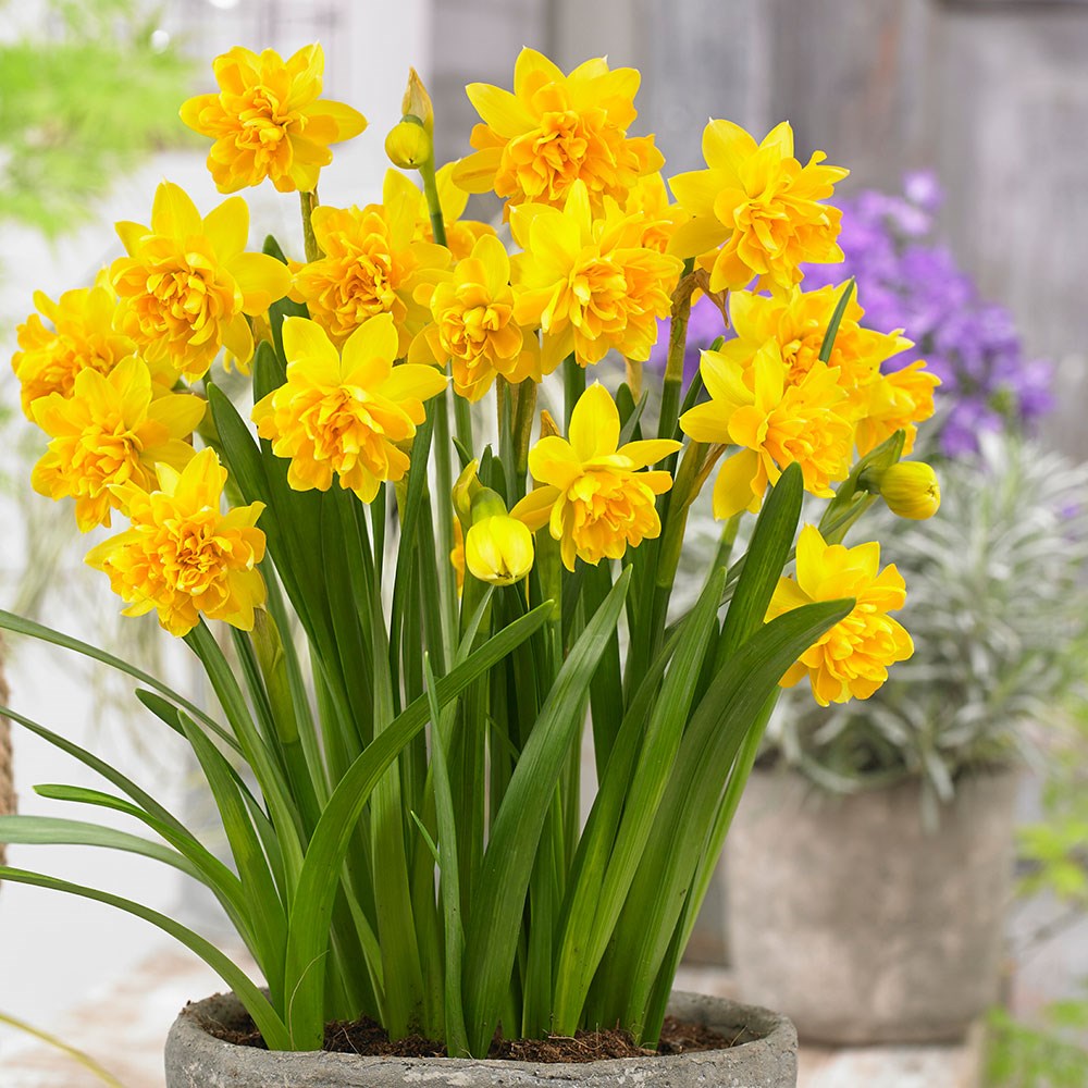 <i>Narcissus</i> 'Tête Bouclé'