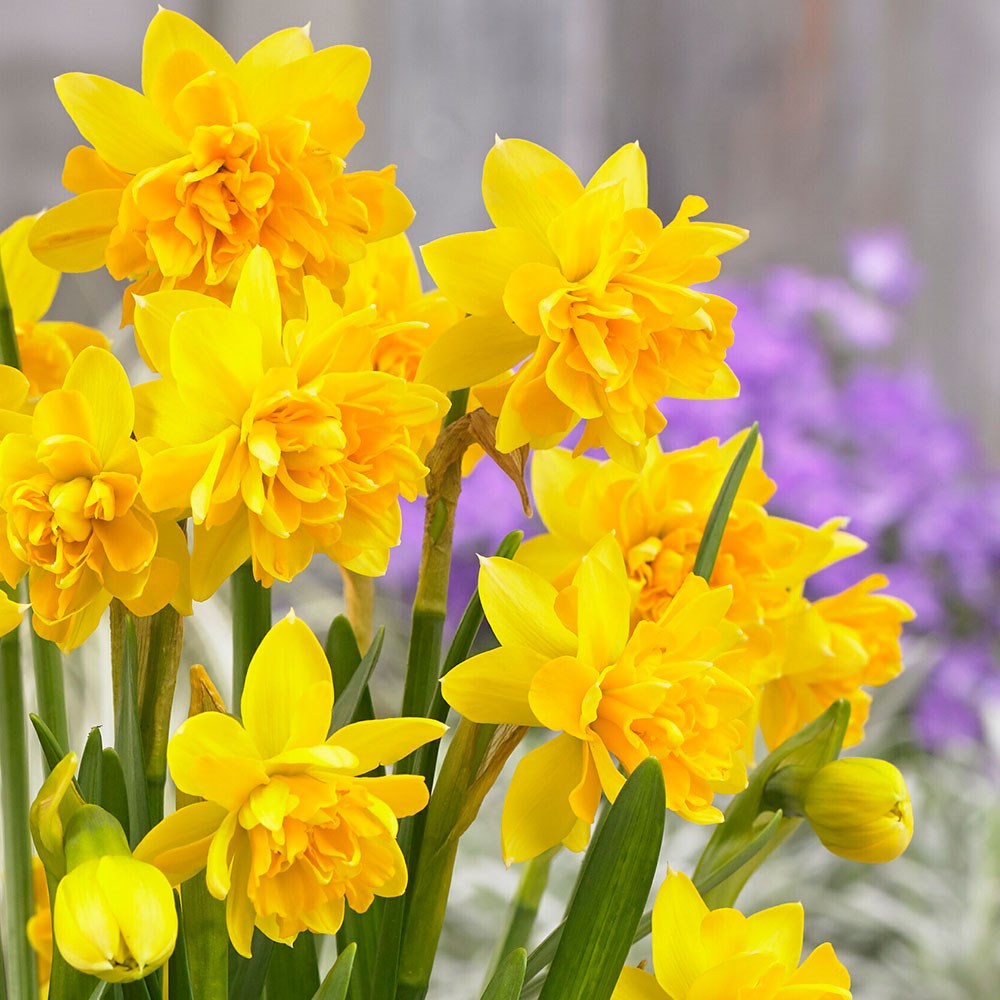 <i>Narcissus</i> 'Tête Bouclé'