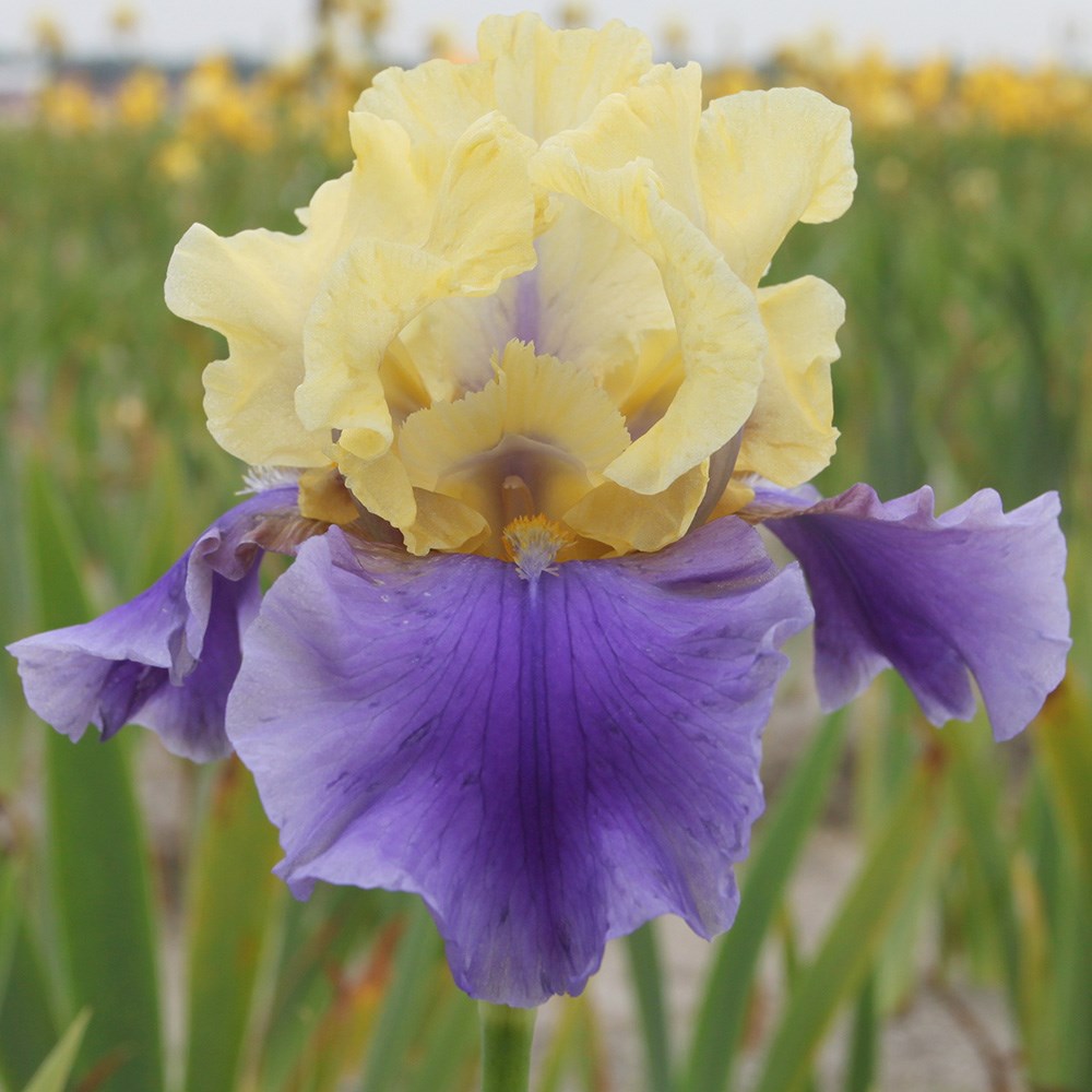 <i>Iris</i> 'Edith Wolford'