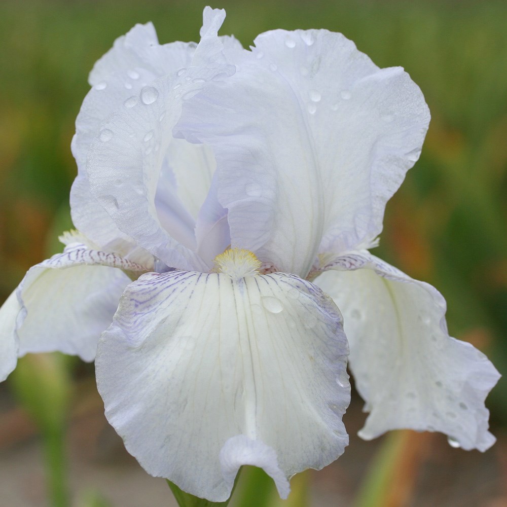 <i>Iris</i> 'English Cottage'