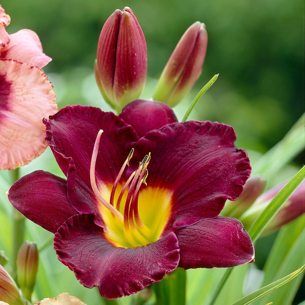 <i>Hemerocallis</i> 'Olive Bailey Langdon'