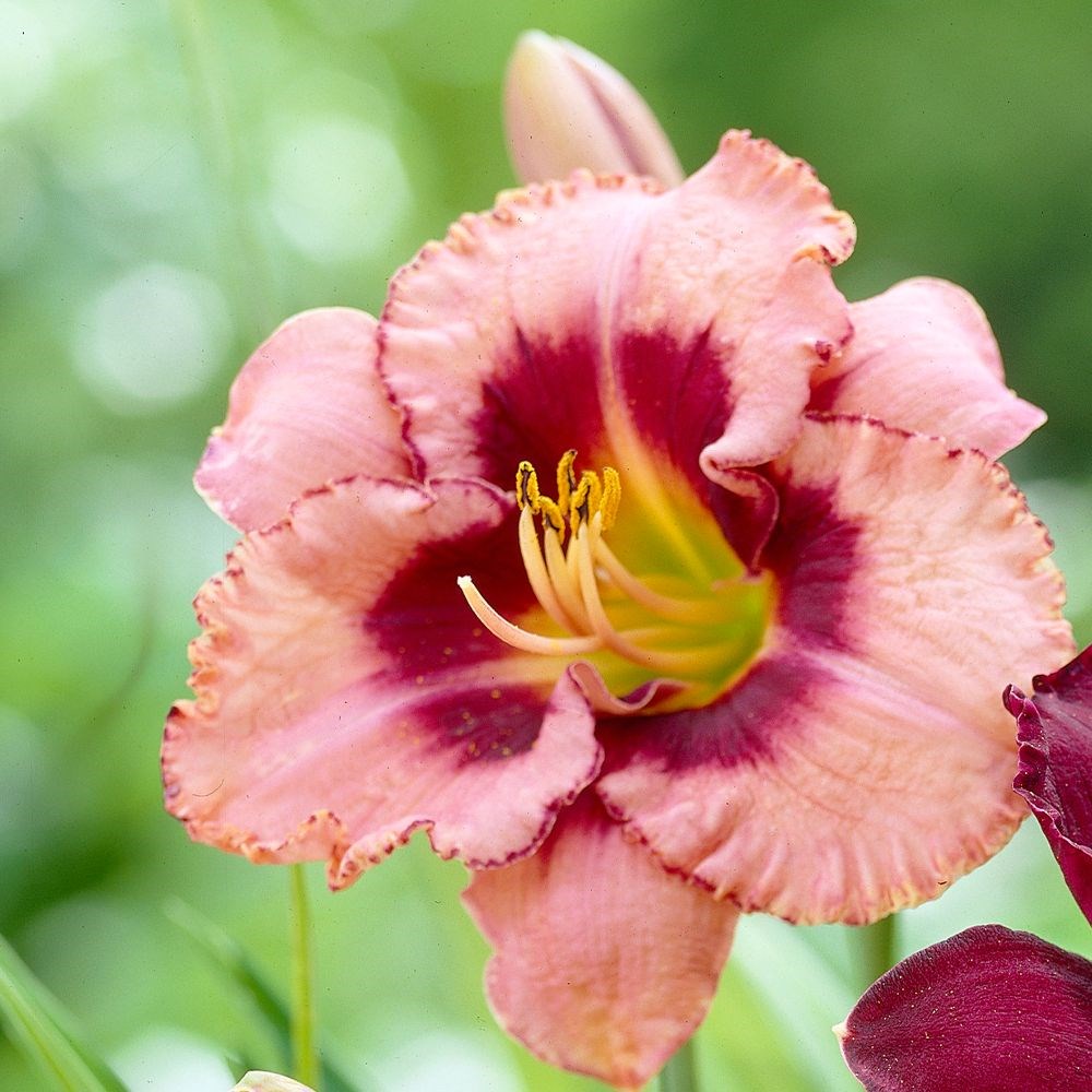 <i>Hemerocallis</i> 'Strawberry Candy'