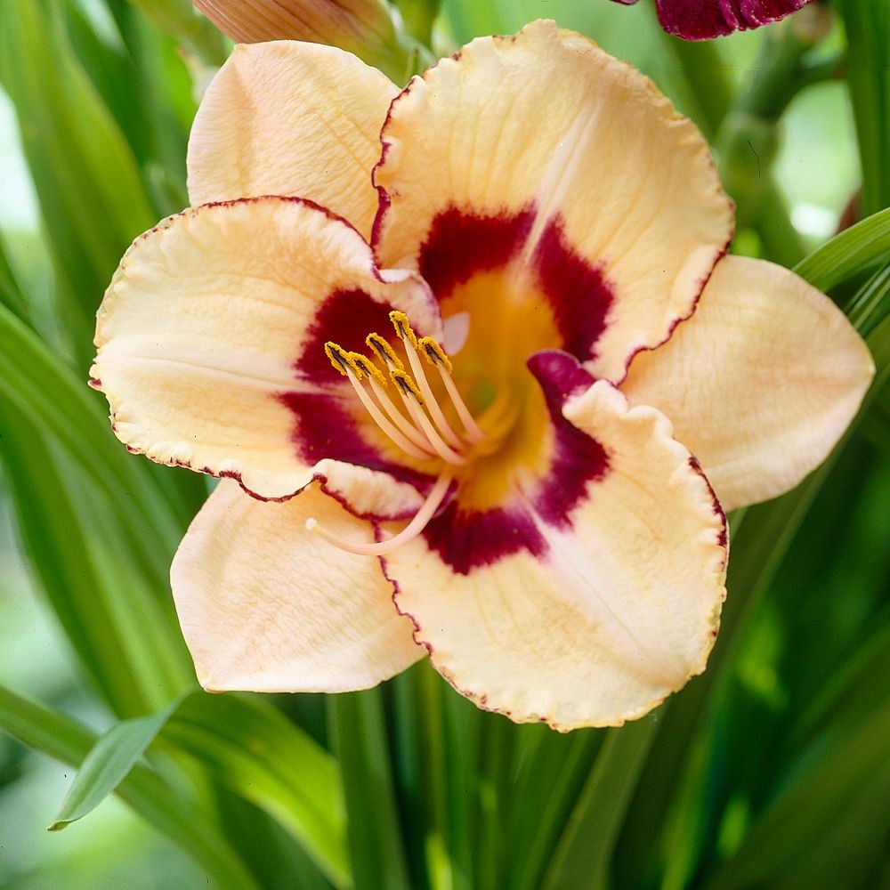 <i>Hemerocallis</i> 'Canadian Border Patrol'
