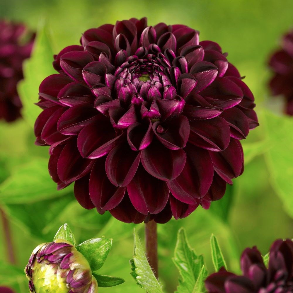 <i>Dahlia</i> 'Dark Spirit'
