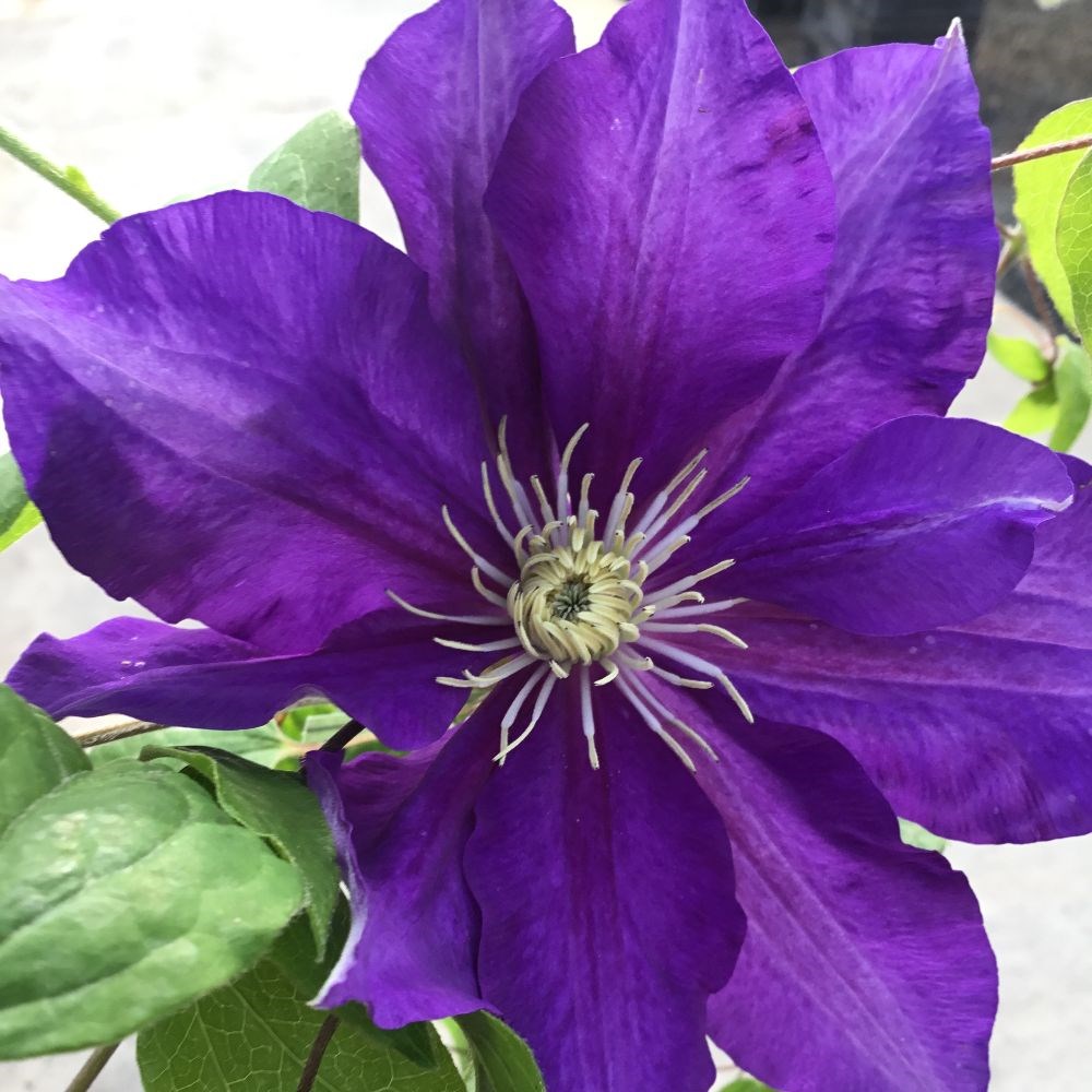 <i>Clematis</i> <b class=small-caps>Duchess of Cornwall</b> ('Evipo118') (PBR)