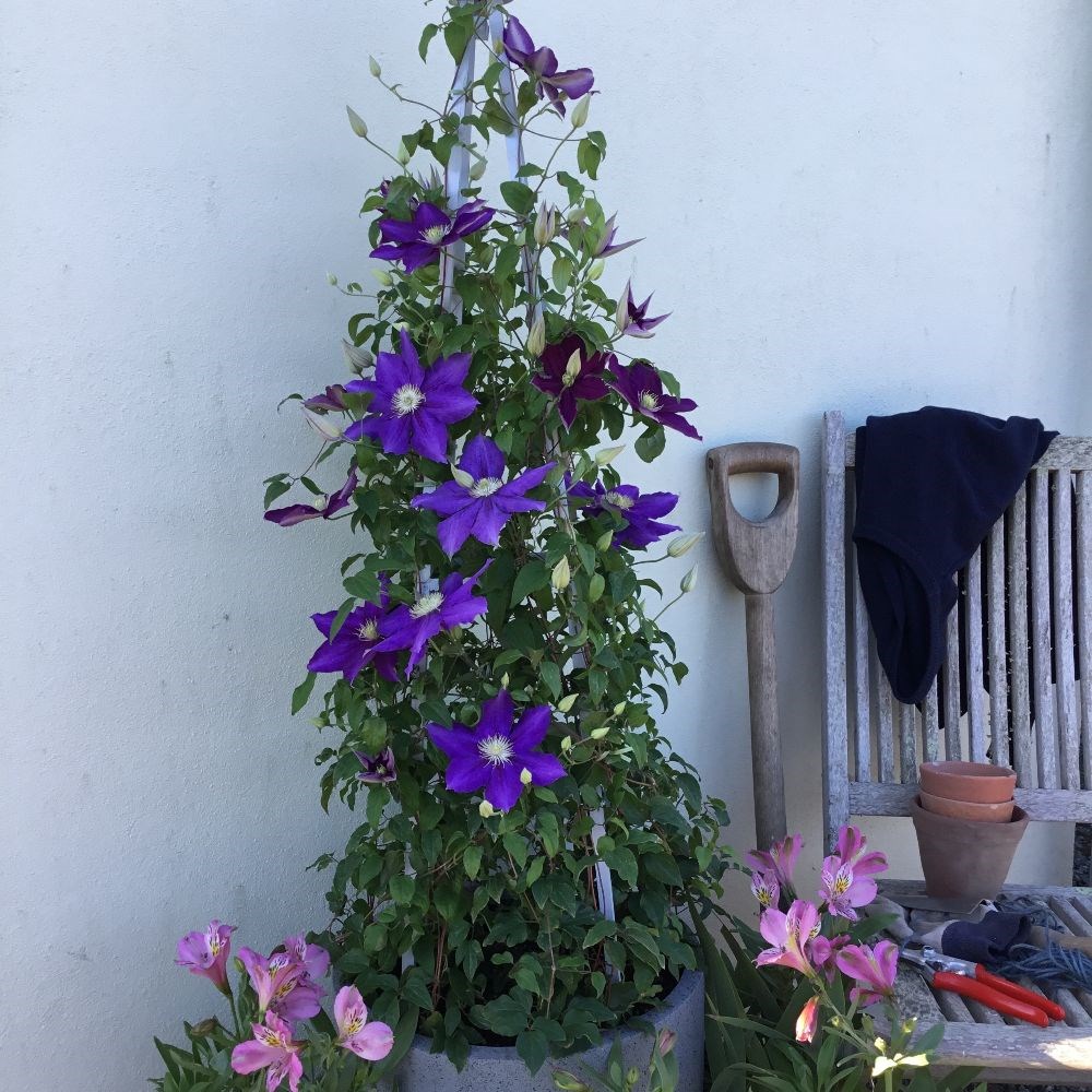 <i>Clematis</i> <b class=small-caps>Duchess of Cornwall</b> ('Evipo118') (PBR)