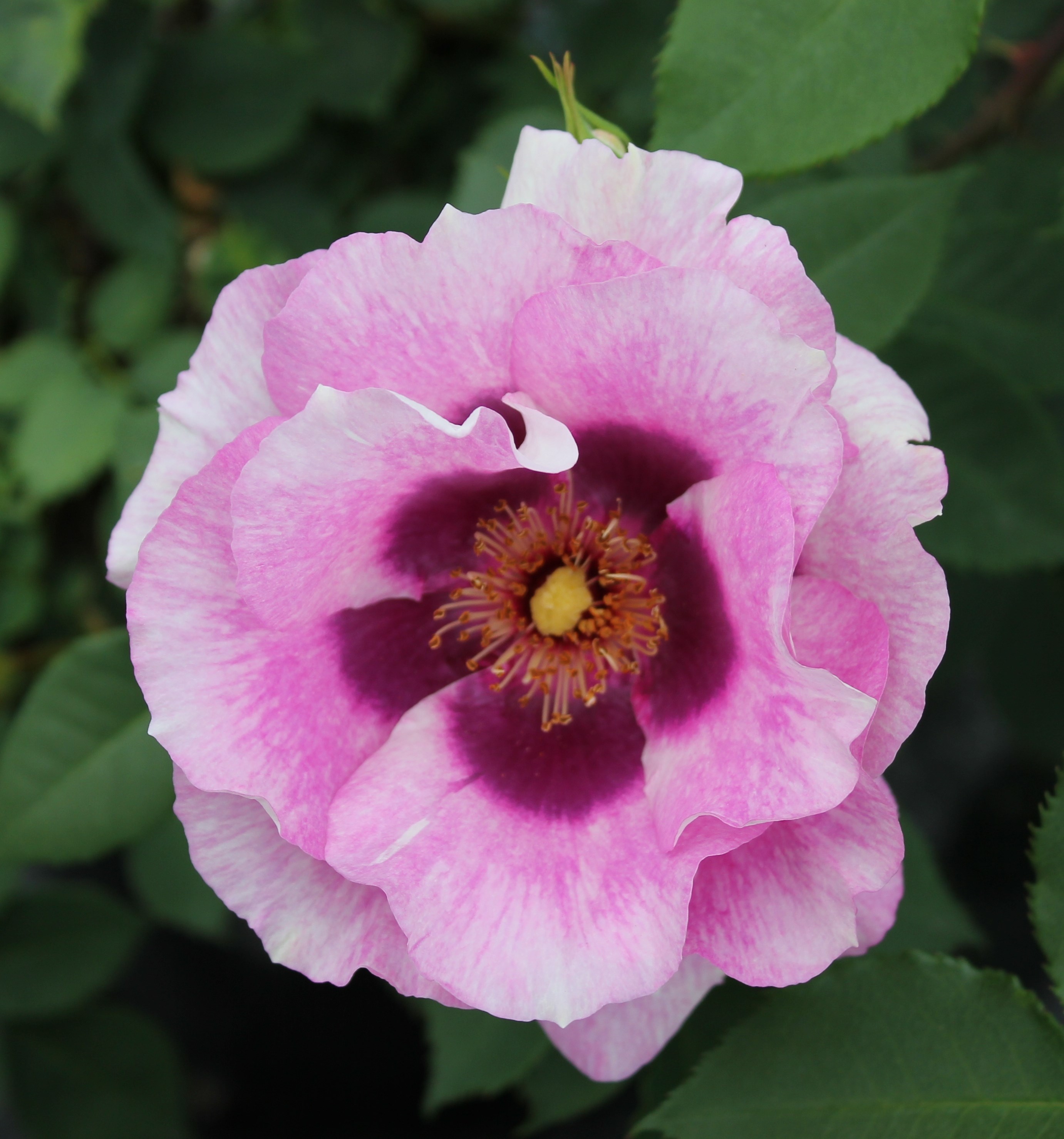 <i>Rosa</i> <b class=small-caps>Eyes For You</b> ('Pejbigeye') (PBR) | Floribunda Rose