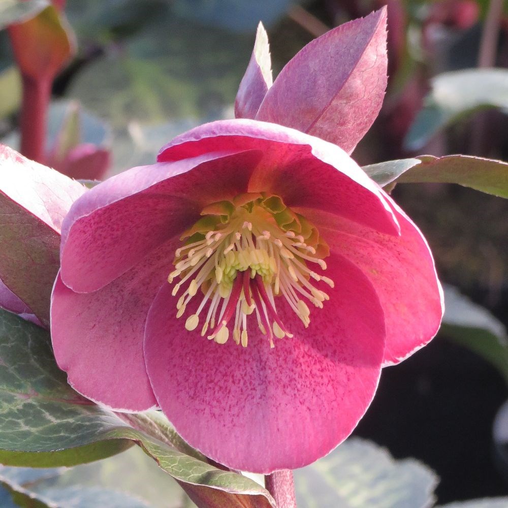 <I>Helleborus</i> (Rodney Davey Marbled Group) <b class=small-caps>Pippa's Purple</b> ('Rd09') (PBR)