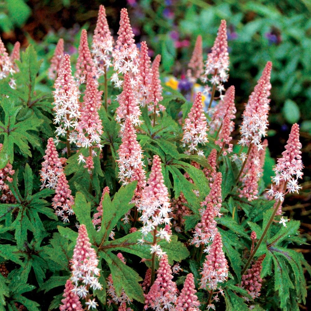 <i>Tiarella</i> 'Pink Skyrocket' (PBR)