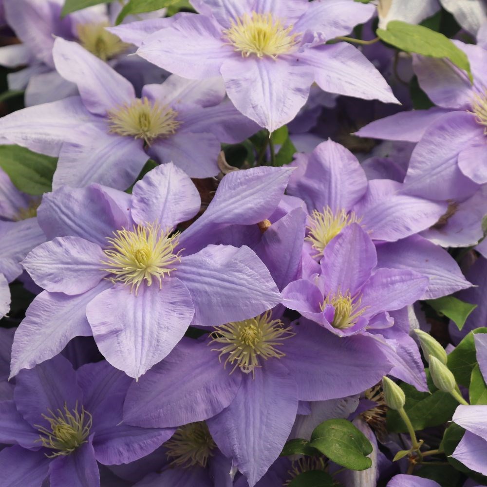 <i>Clematis</i> <b class=small-caps>Cézanne</b> ('Evipo023') (PBR) (Boulevard Series)