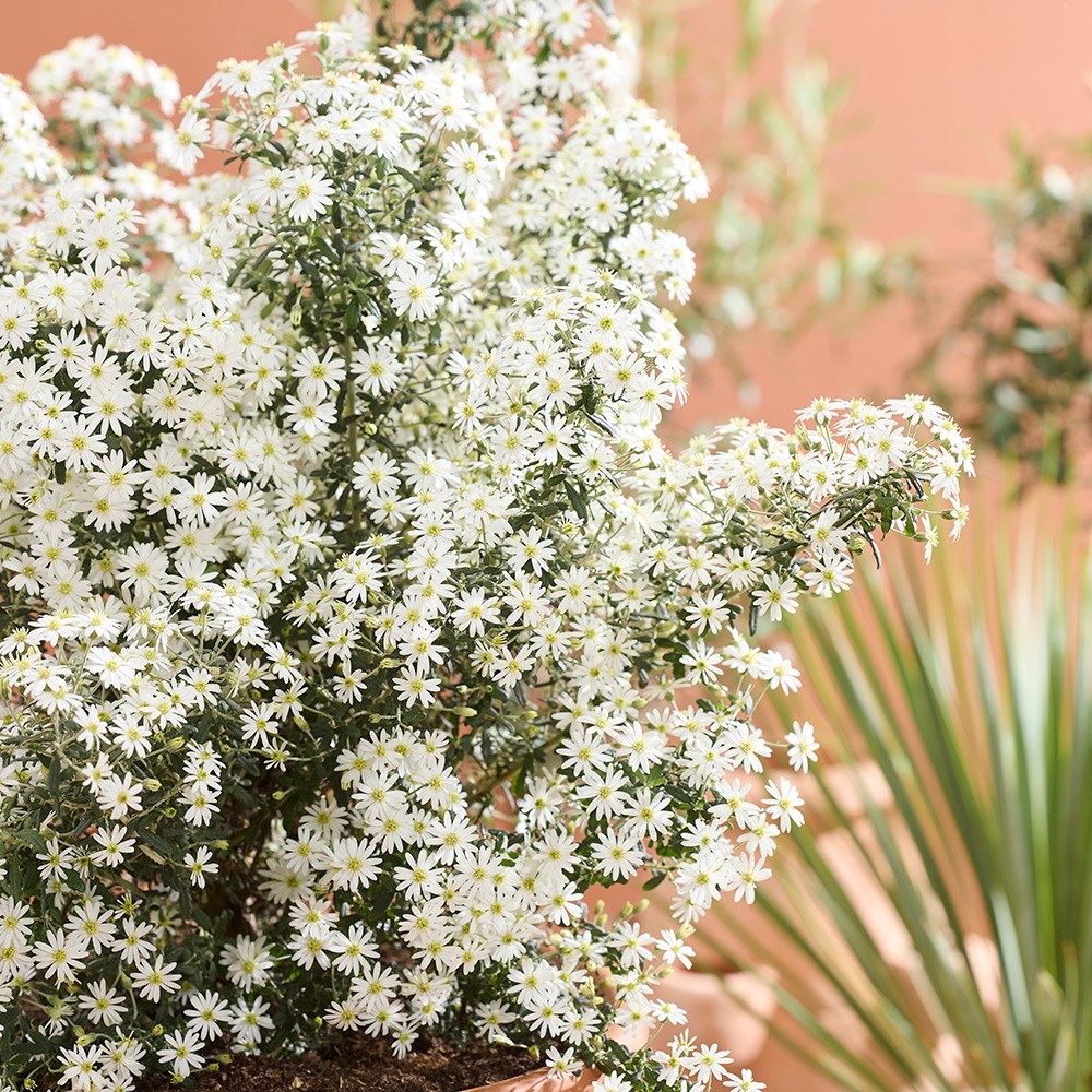 <i>Olearia phlogopappa</i> 'Spring Bling' (PBR)