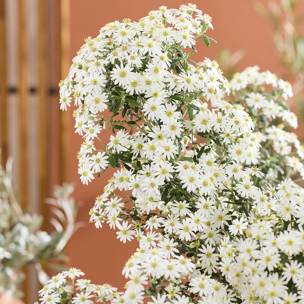 <i>Olearia phlogopappa</i> 'Spring Bling' (PBR)