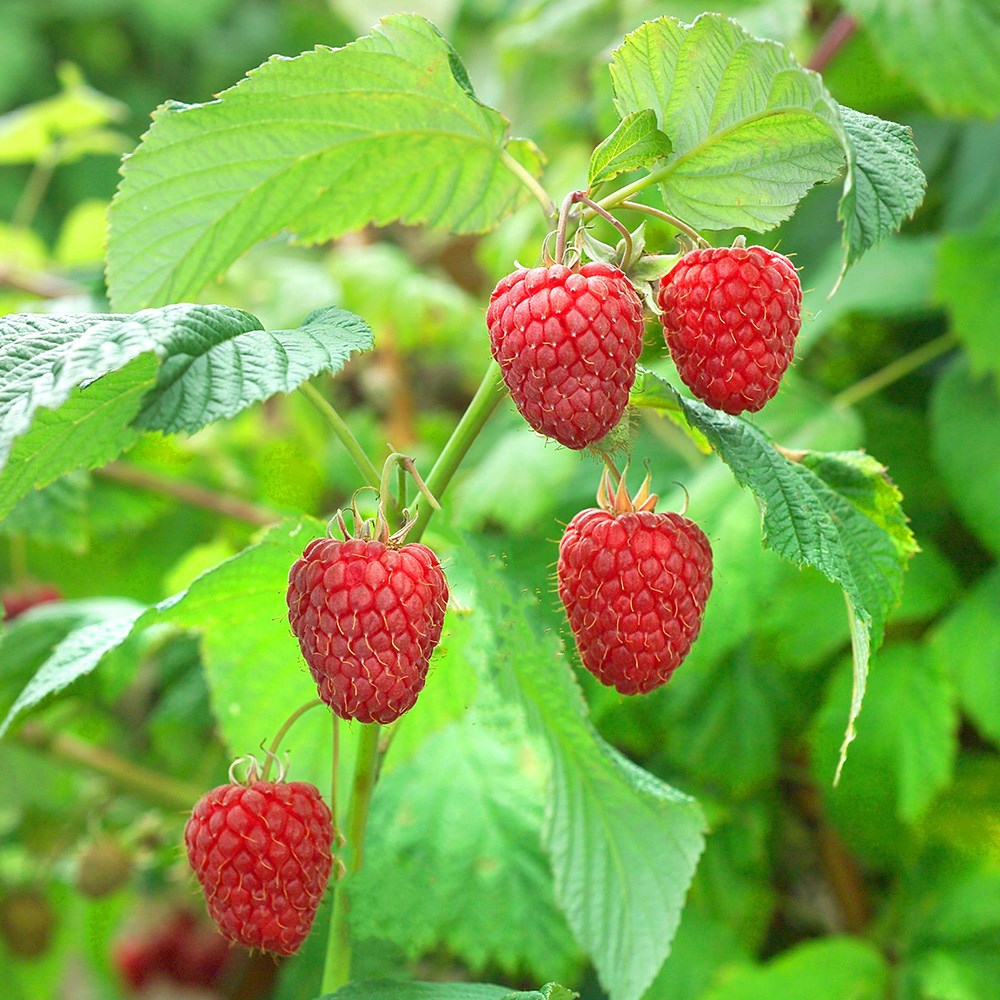 raspberry 'Malling Promise'