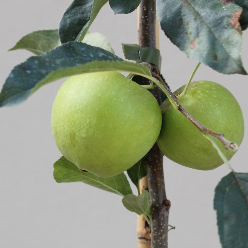 apple 'Golden Delicious'