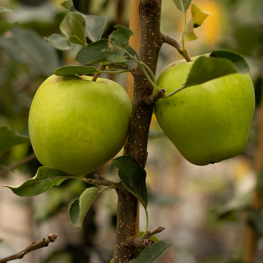 apple 'Golden Delicious'