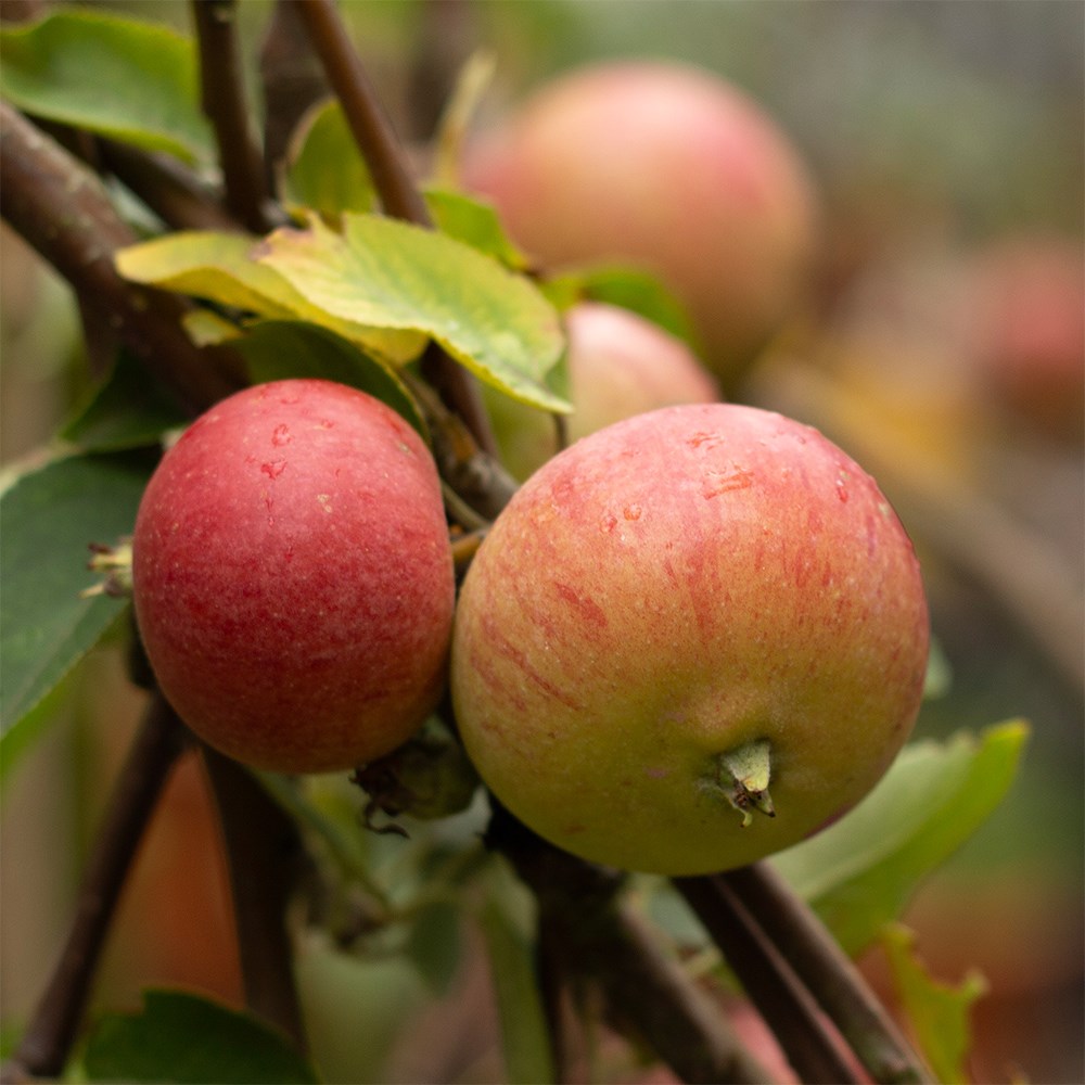apple 'Red Falstaff' (PBR)