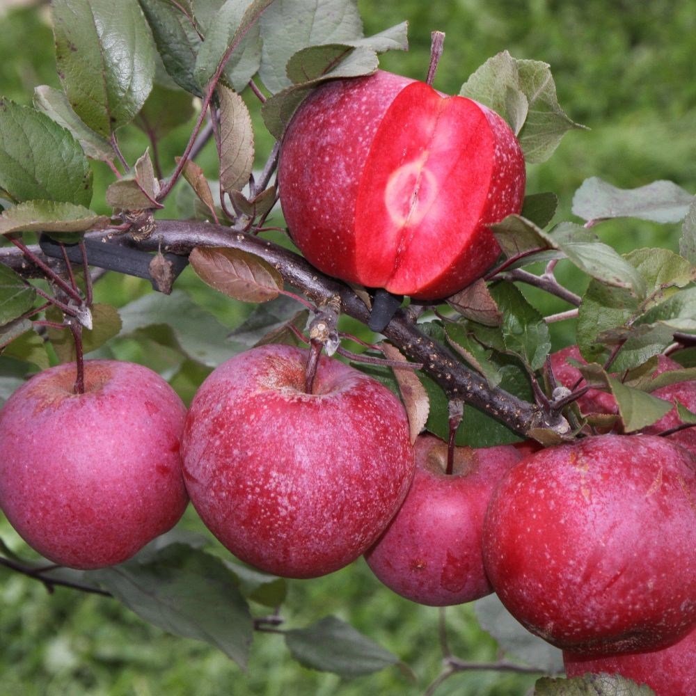 apple <b class=small-caps>Tickled Pink</b> ('Baya Marisa')