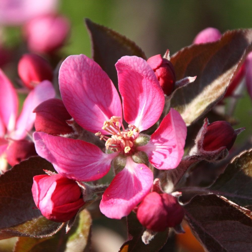 apple <b class=small-caps>Tickled Pink</b> ('Baya Marisa')