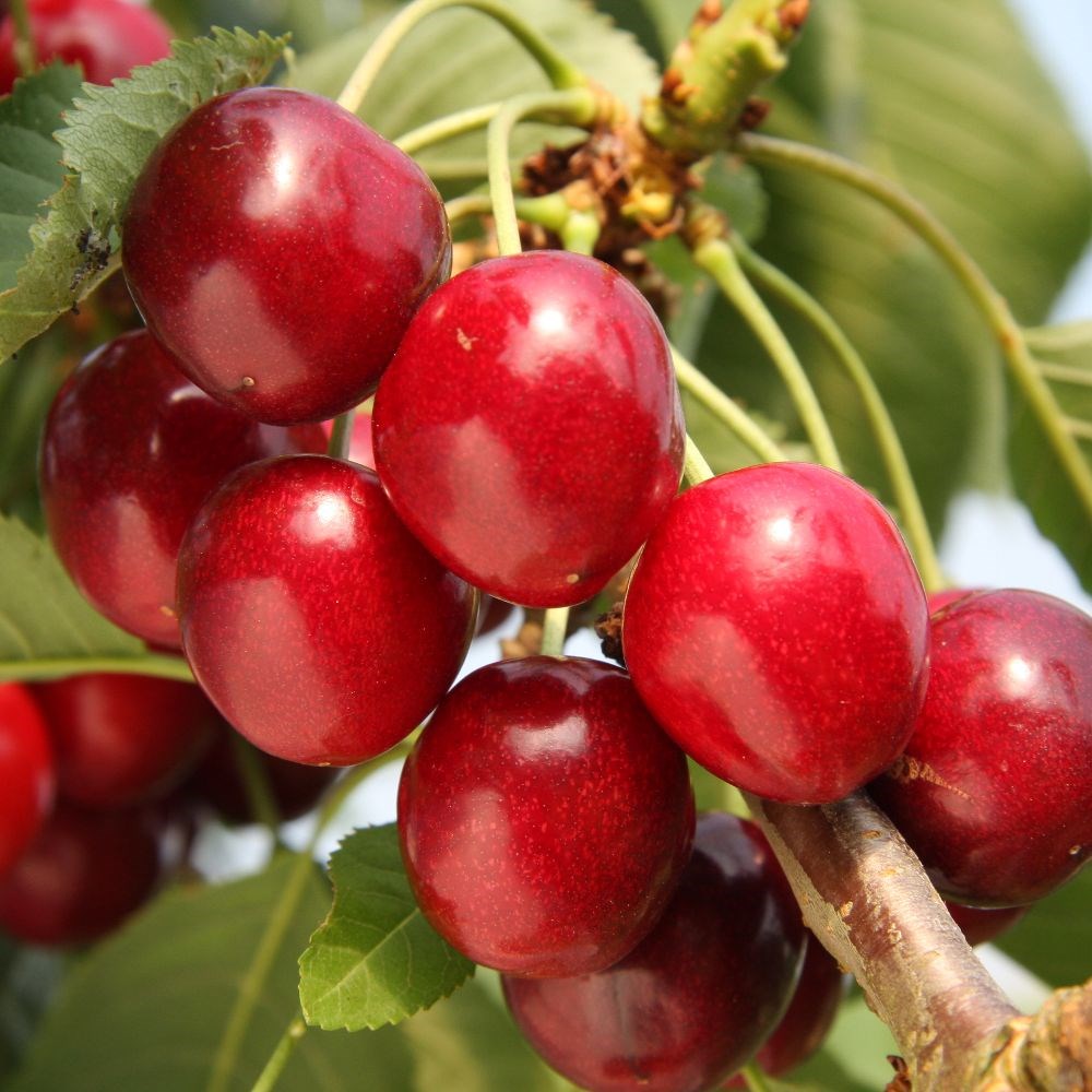 cherry 'Summer Sun'