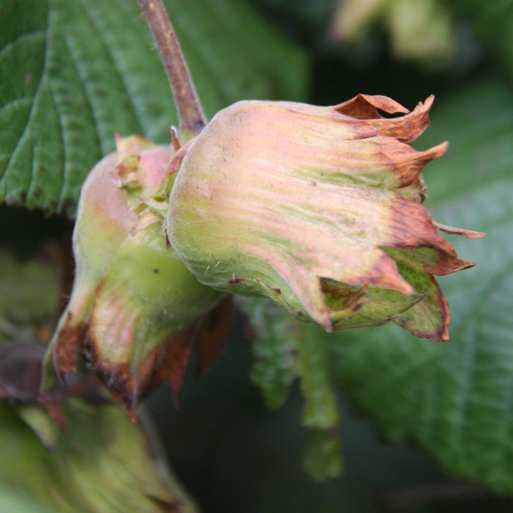cobnut 'Webb's Prize Cob'