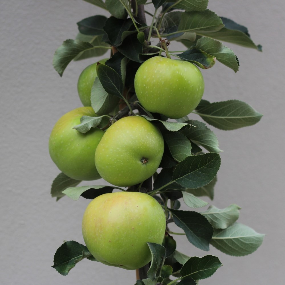 apple 'James Grieve'