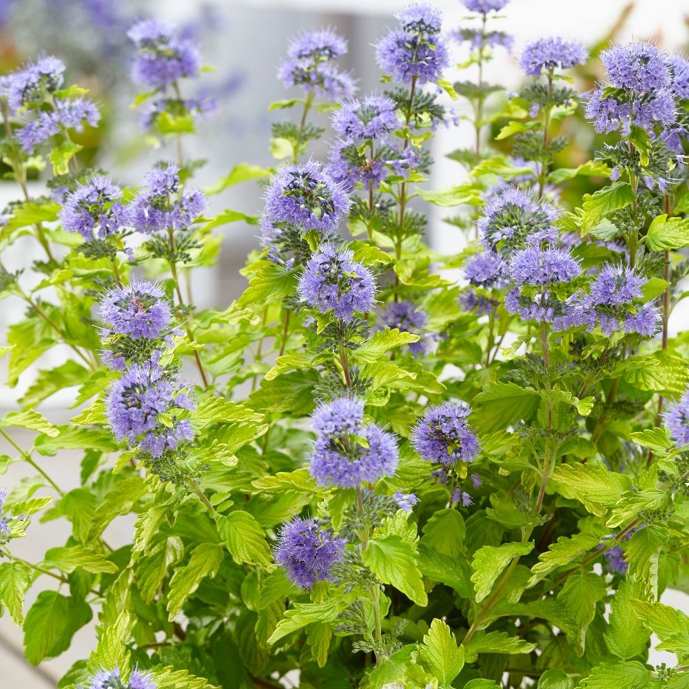 <i>Caryopteris</i> × <i>clandonensis</i> <b class=small-caps>Hint of Gold</b> ('Lisaura') (PBR)