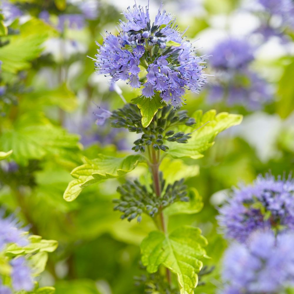 <i>Caryopteris</i> × <i>clandonensis</i> <b class=small-caps>Hint of Gold</b> ('Lisaura') (PBR)