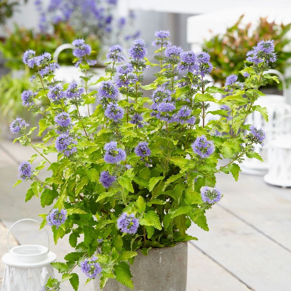 <i>Caryopteris</i> × <i>clandonensis</i> <b class=small-caps>Hint of Gold</b> ('Lisaura') (PBR)