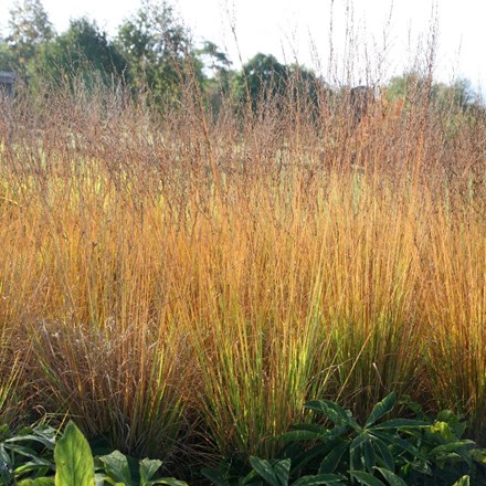 Molinia caerulea subsp. arundinacea Transparent