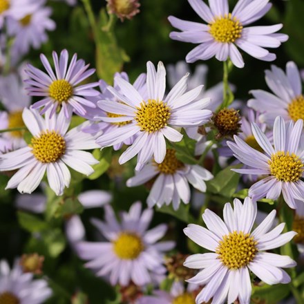 Kalimeris incisa Blue Star