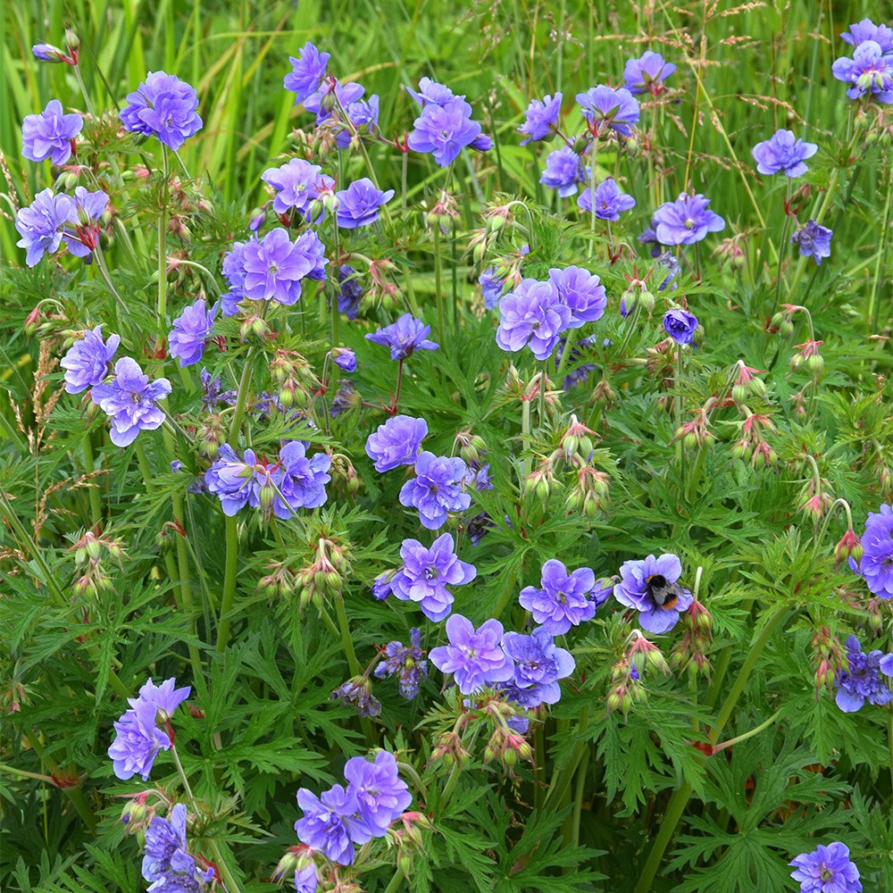 <i>Geranium pratense</i><b class=small-caps> Azure Skies</b> ('Tuitski') (PBR)