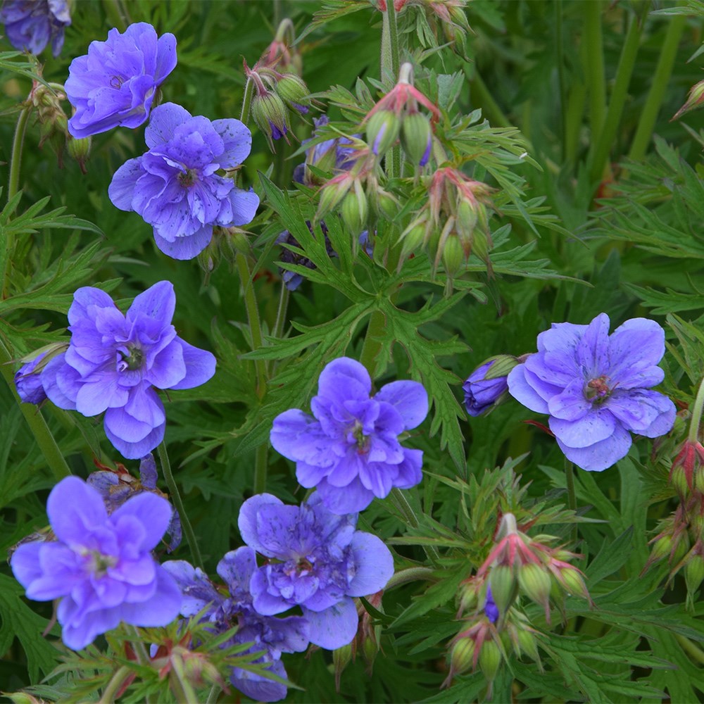 <i>Geranium pratense</i><b class=small-caps> Azure Skies</b> ('Tuitski') (PBR)