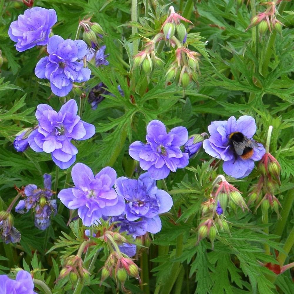 <i>Geranium pratense</i><b class=small-caps> Azure Skies</b> ('Tuitski') (PBR)