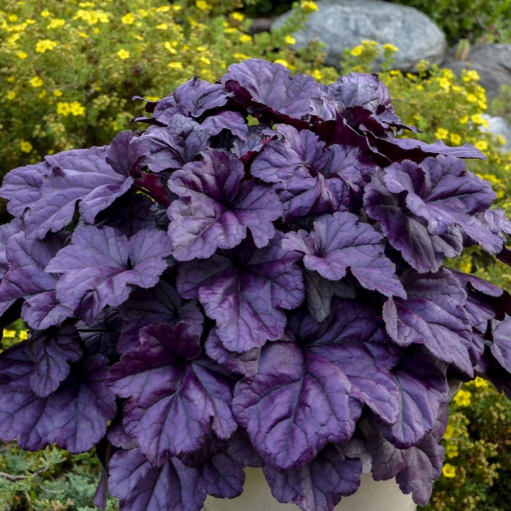 <I>Heuchera</I> 'Wildberry' (Dolce Series)