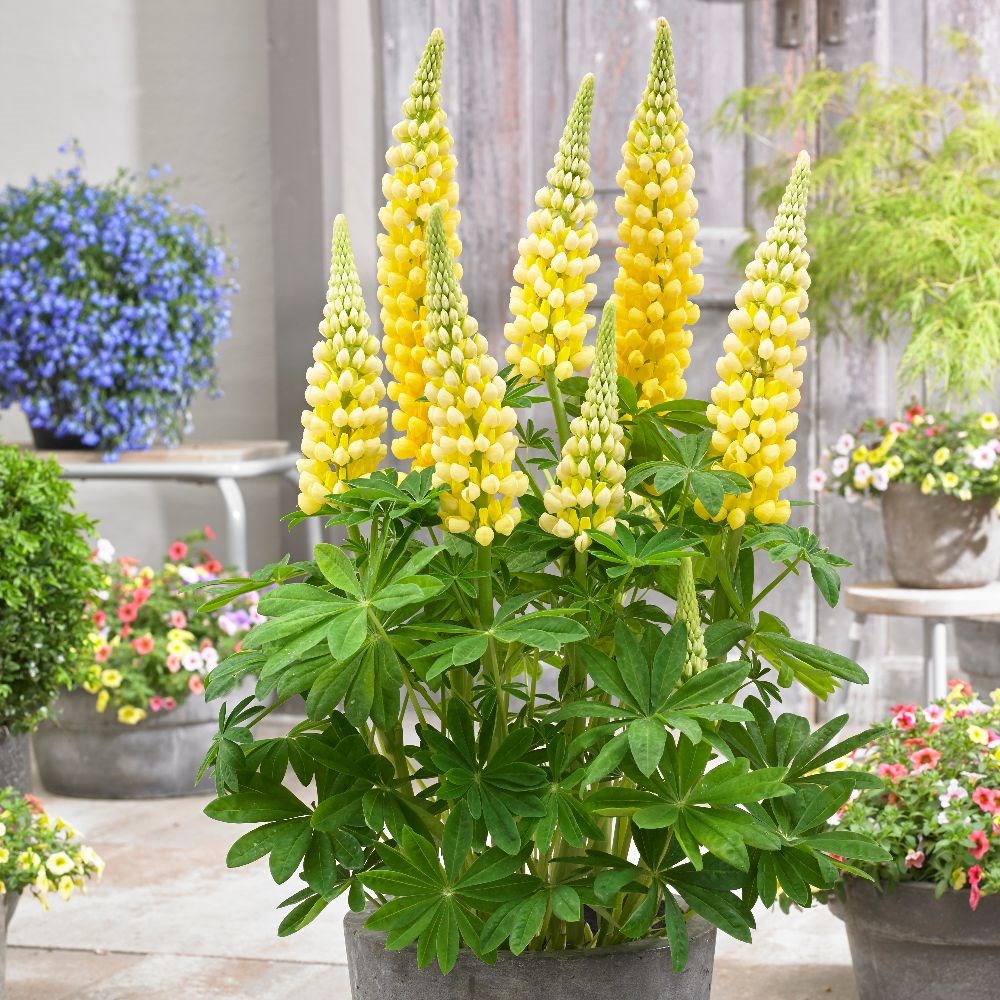 <i>Lupinus</i> 'Desert Sun' (PBR)