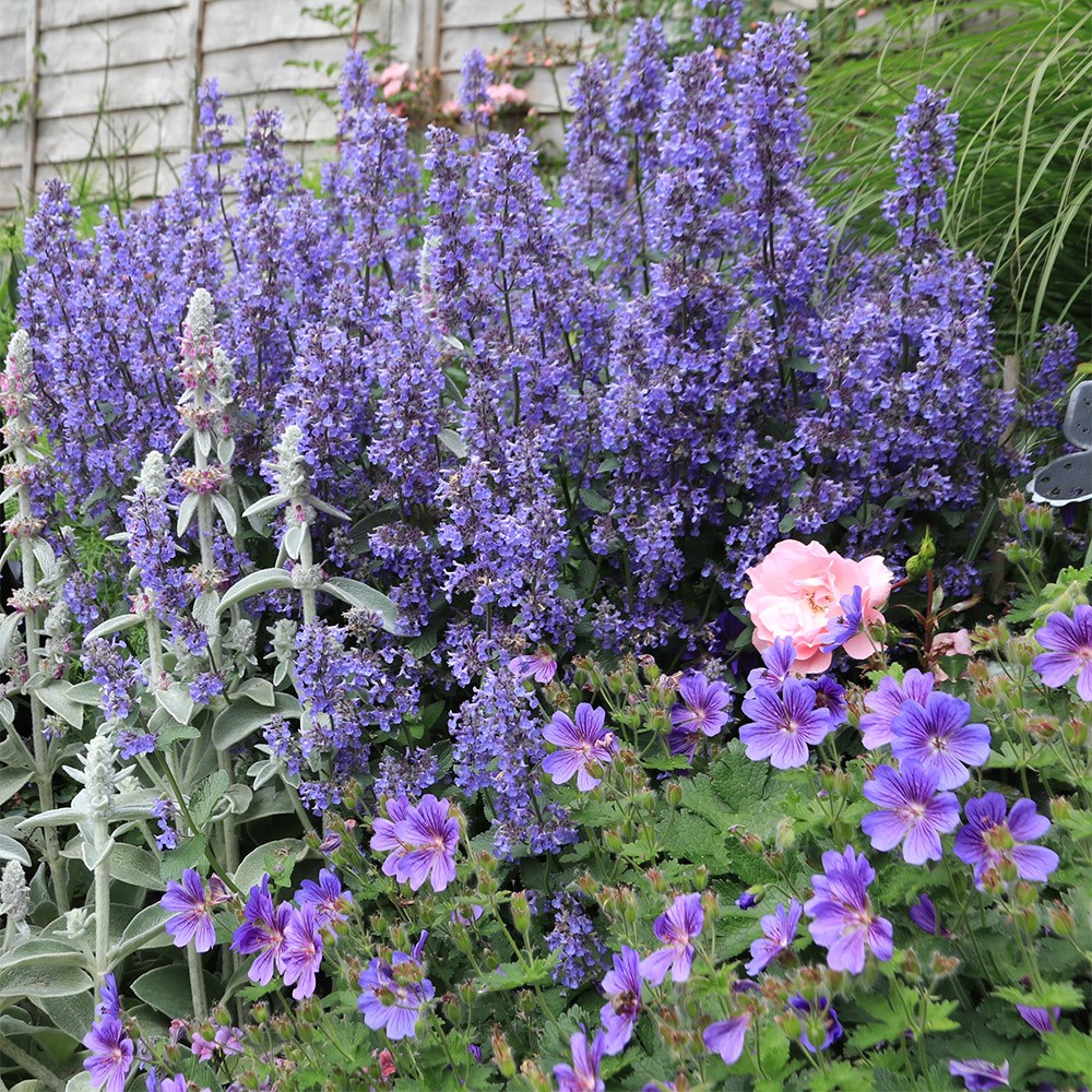 <i>Nepeta grandiflora</i> 'Summer Magic' (PBR)
