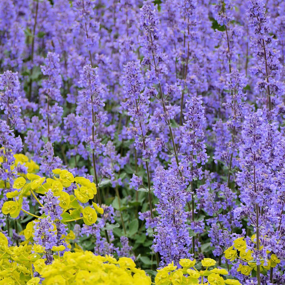 <i>Nepeta grandiflora</i> 'Summer Magic' (PBR)