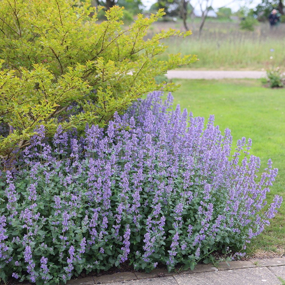 <i>Nepeta grandiflora</i> 'Summer Magic' (PBR)