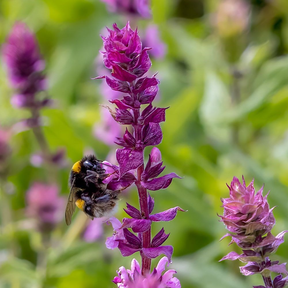 <i>Salvia nemorosa</i> <b class=small-caps>Caradonna Pink Inspiration</b> ('Tuitsalv') (PBR)