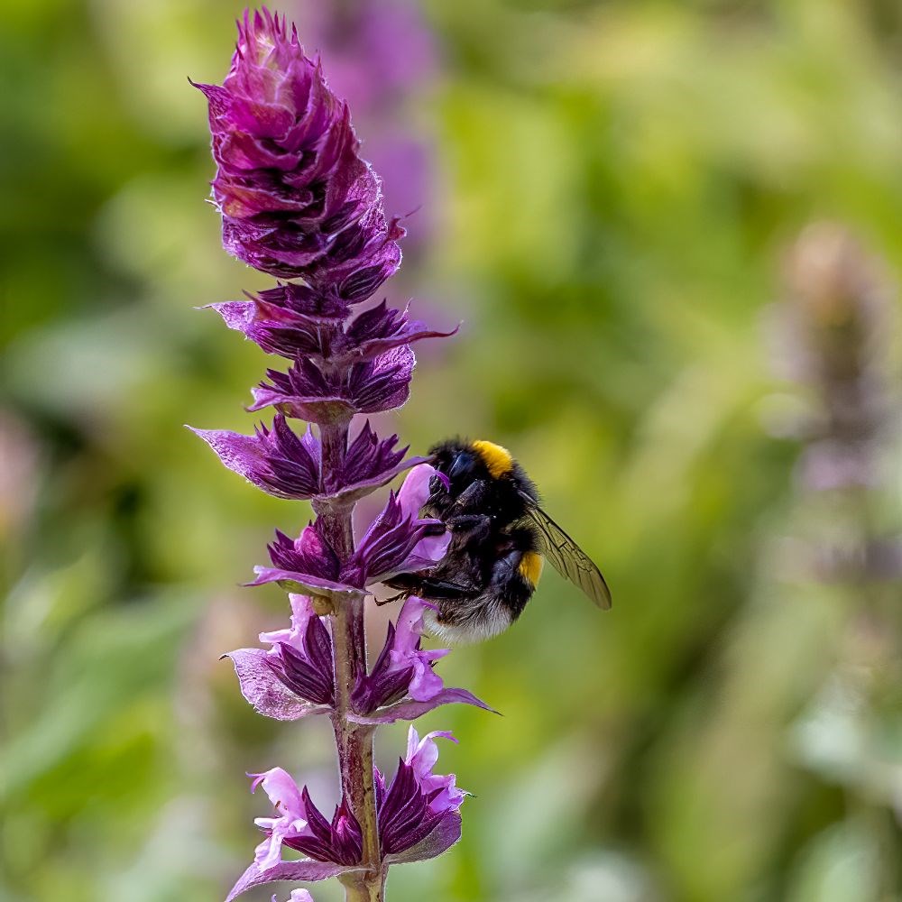 <i>Salvia nemorosa</i> <b class=small-caps>Caradonna Pink Inspiration</b> ('Tuitsalv') (PBR)