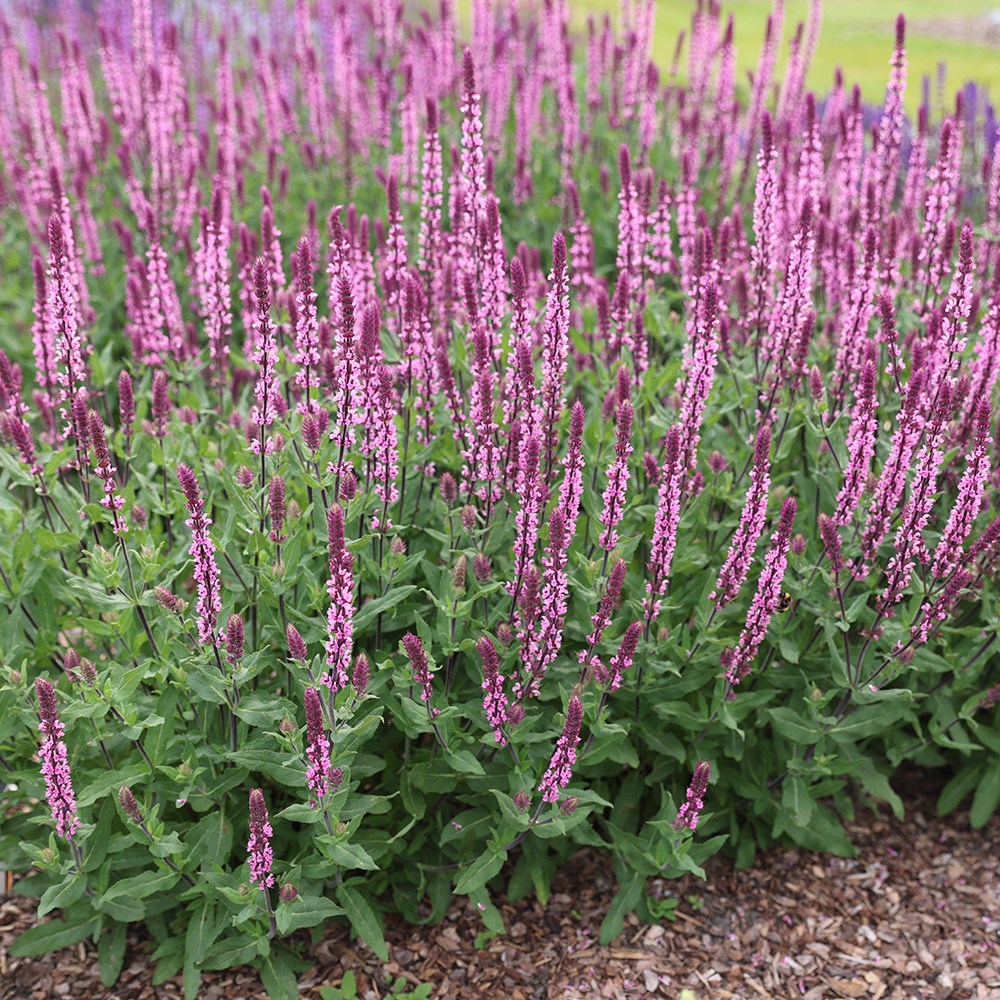 <i>Salvia nemorosa</i> <b class=small-caps>Caradonna Pink Inspiration</b> ('Tuitsalv') (PBR)