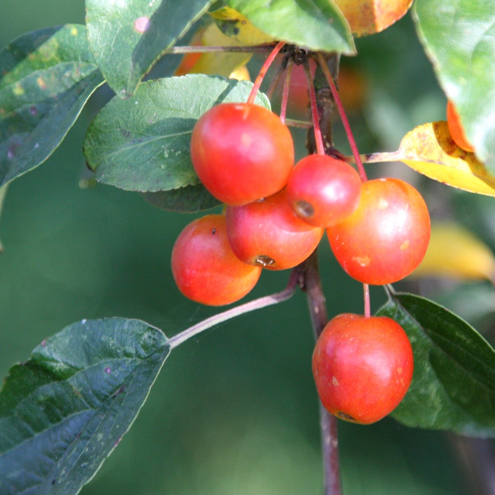 <i>Malus</i> × <i>zumi</i> 'Professor Sprenger'